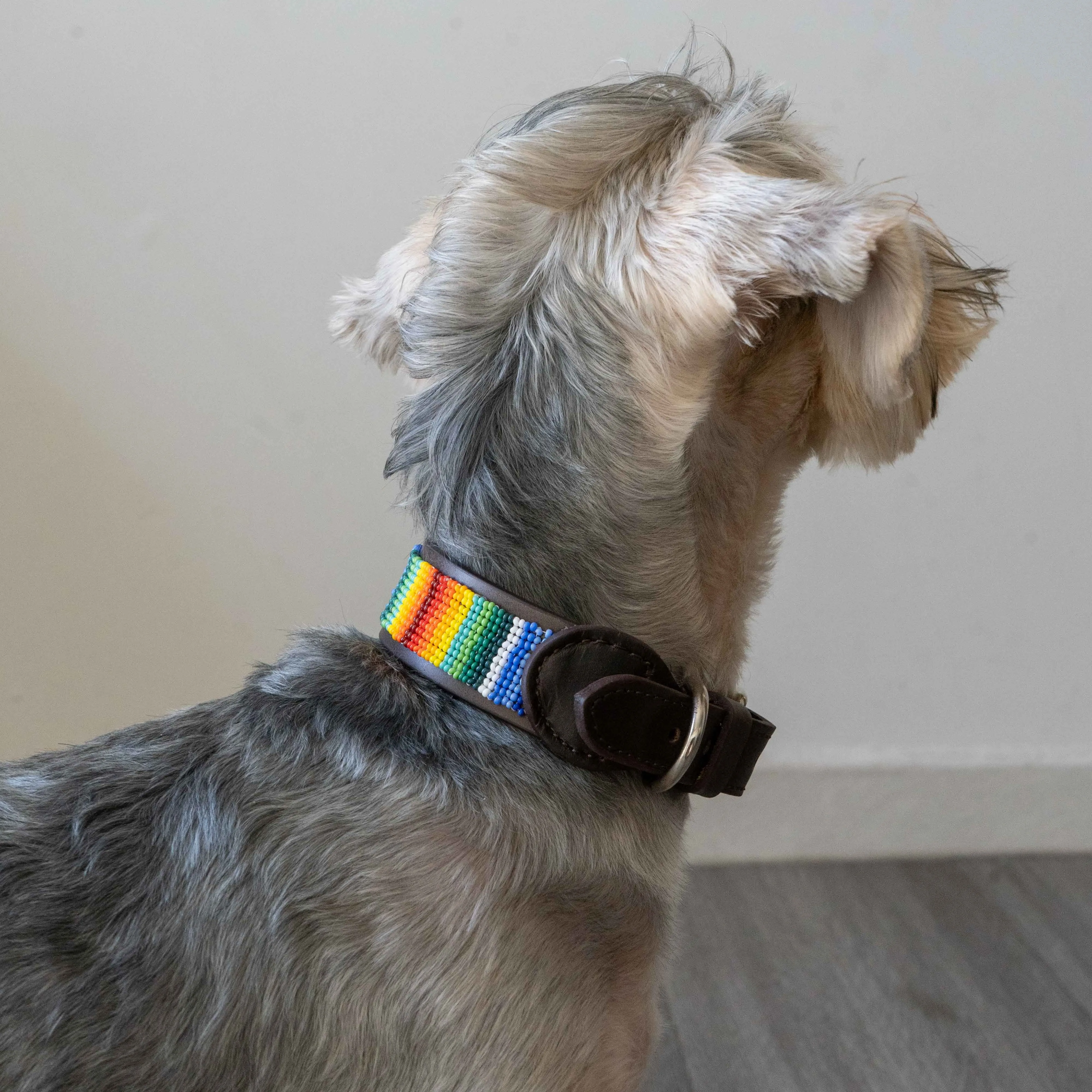 Beaded Dog Collar | Rainbow
