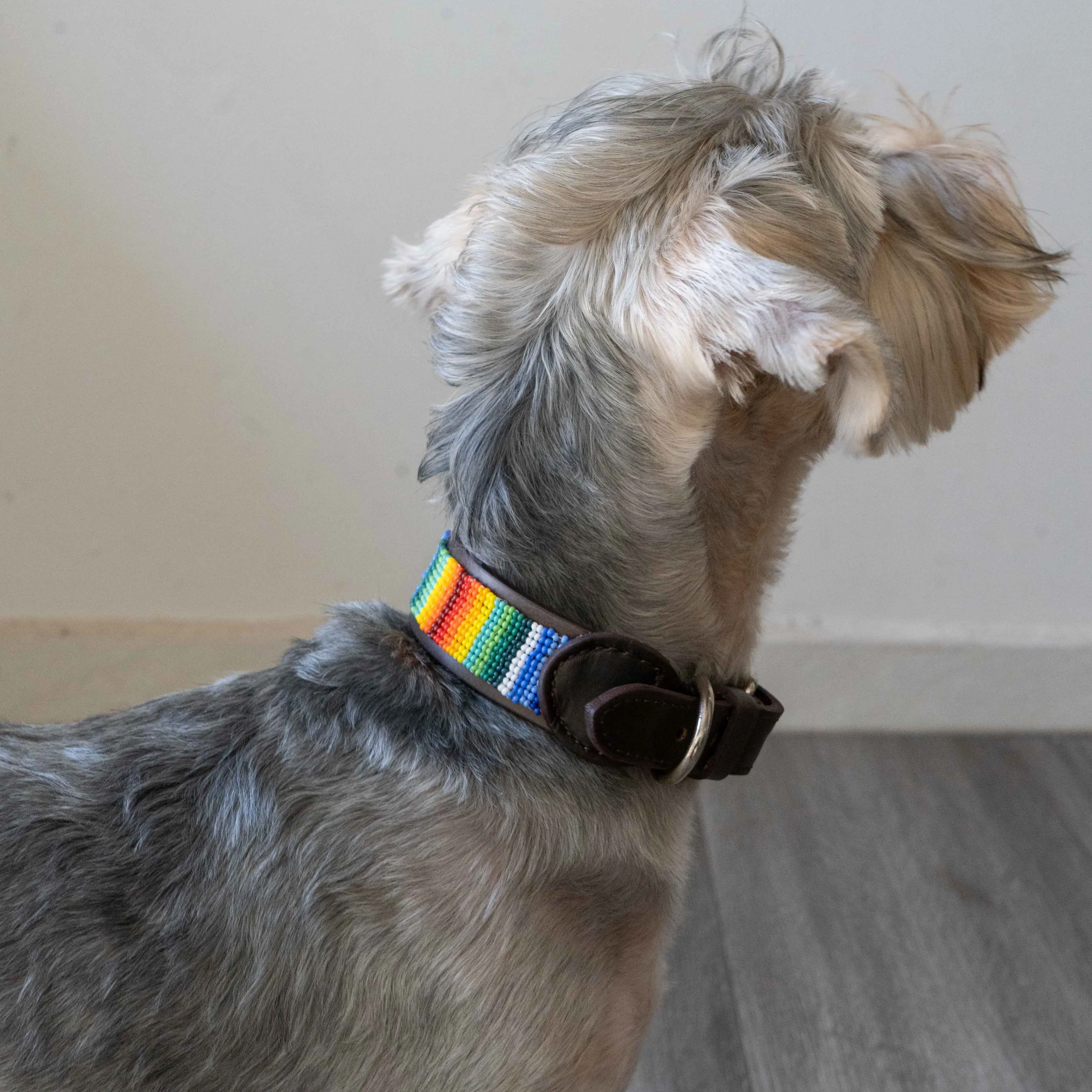 Beaded Dog Collar | Rainbow