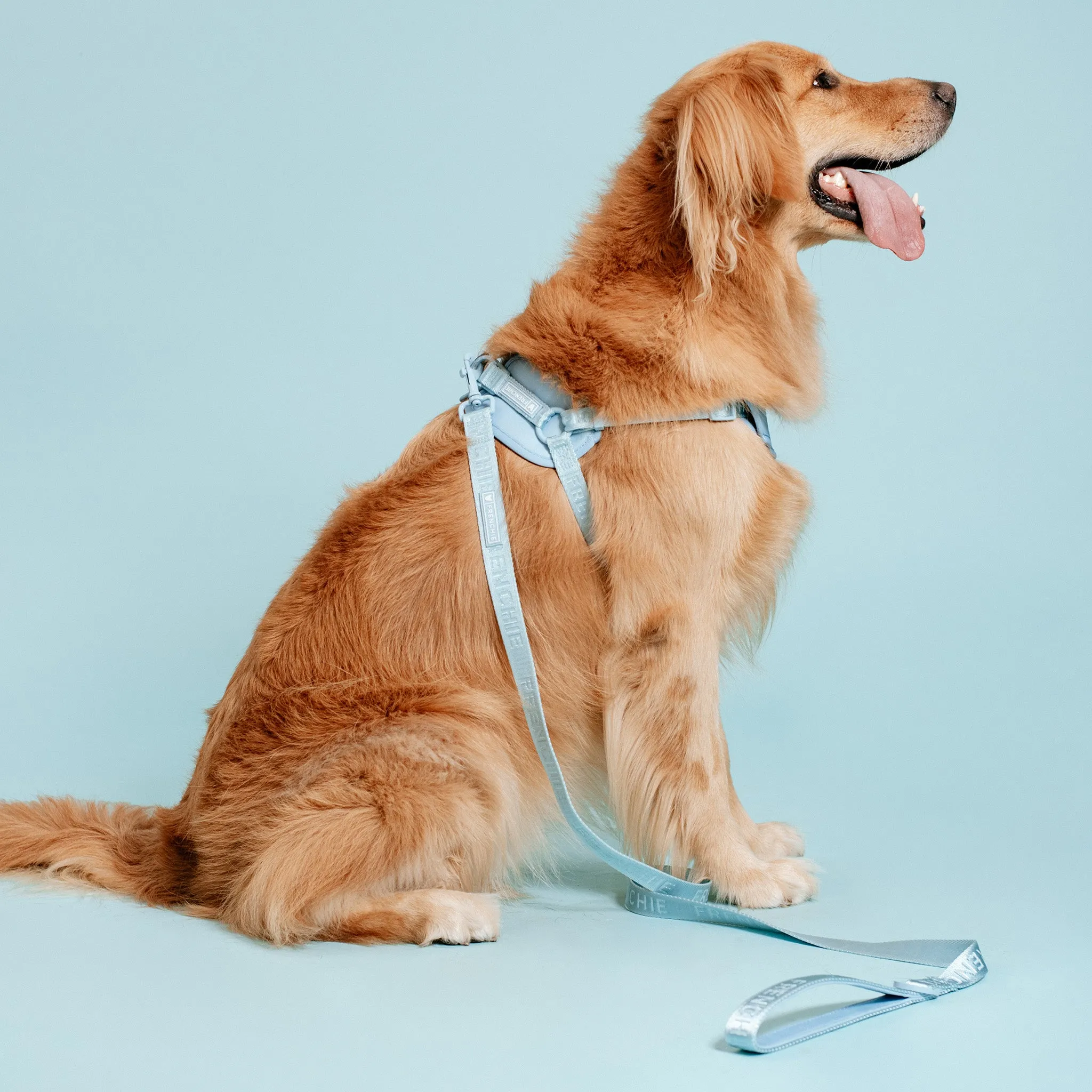 Frenchie Comfort Leash - Sky Blue